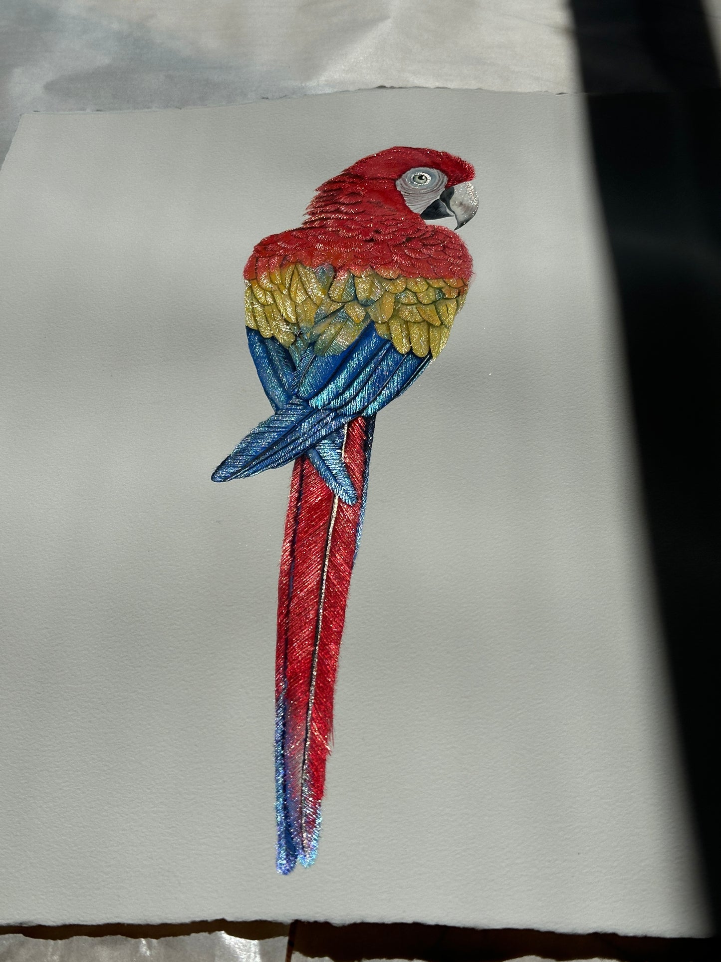 Scarlet Macaw