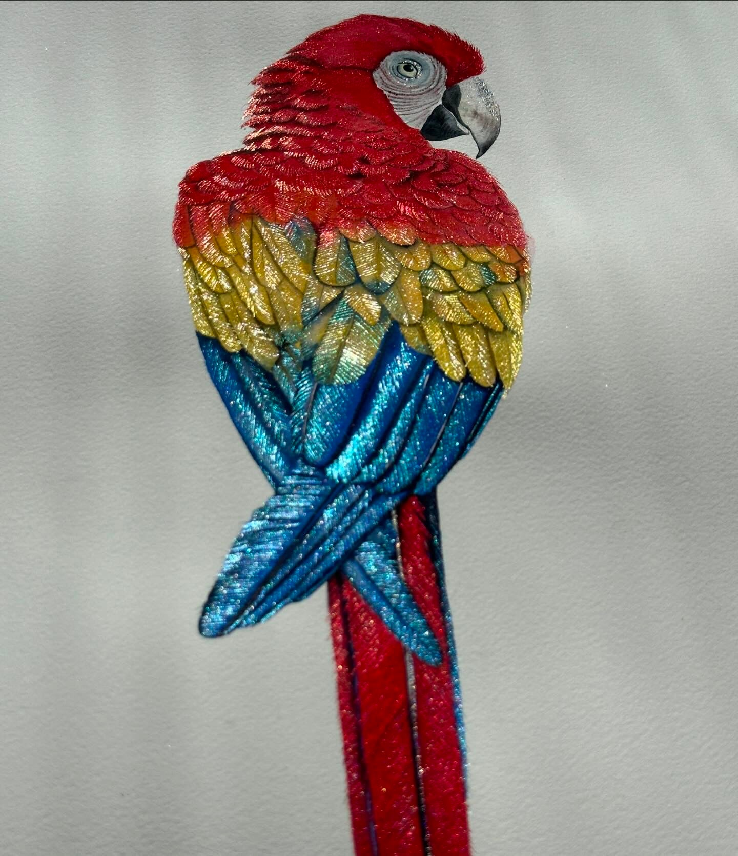 Scarlet Macaw