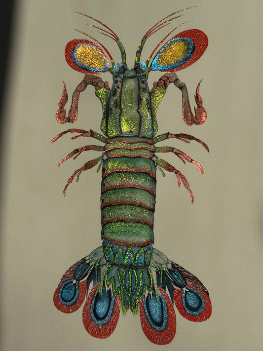 Peacock Montis Shrimp