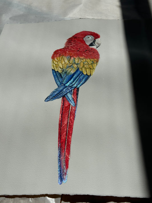 Scarlet Macaw