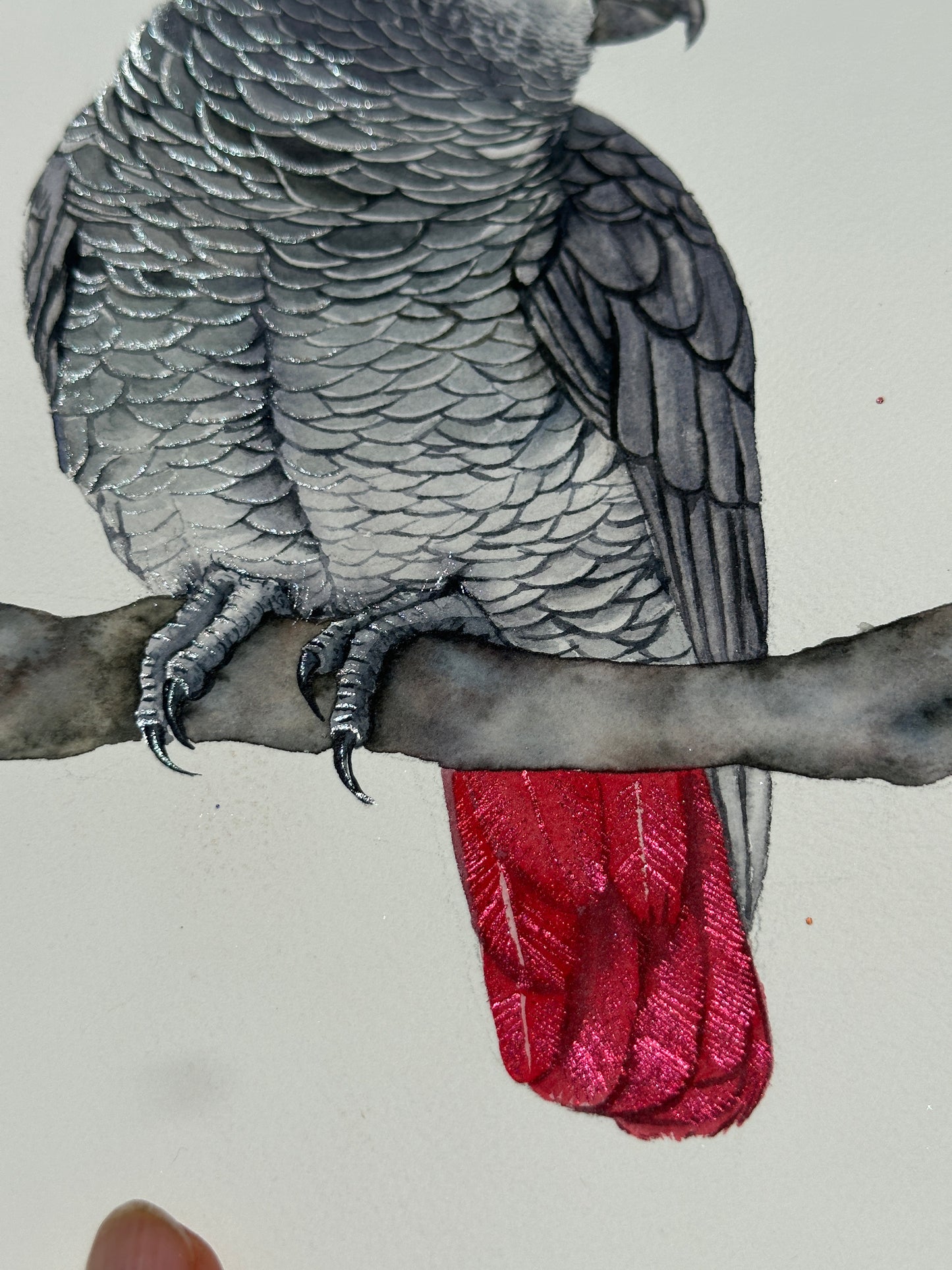 Shimmering African grey_sold