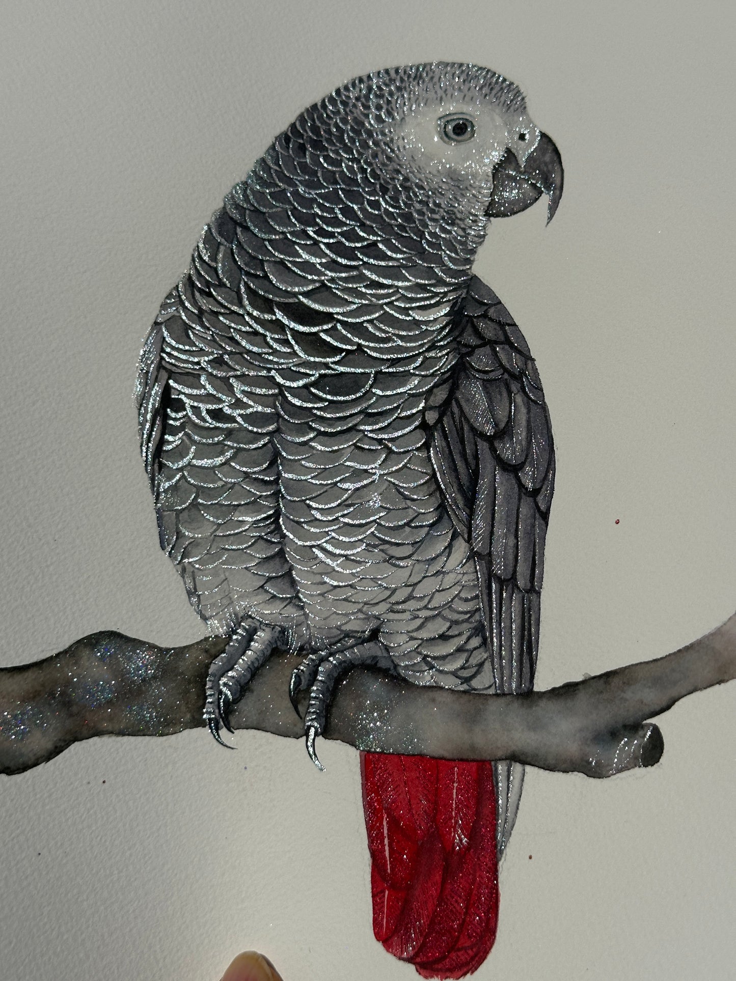 Shimmering African grey_sold