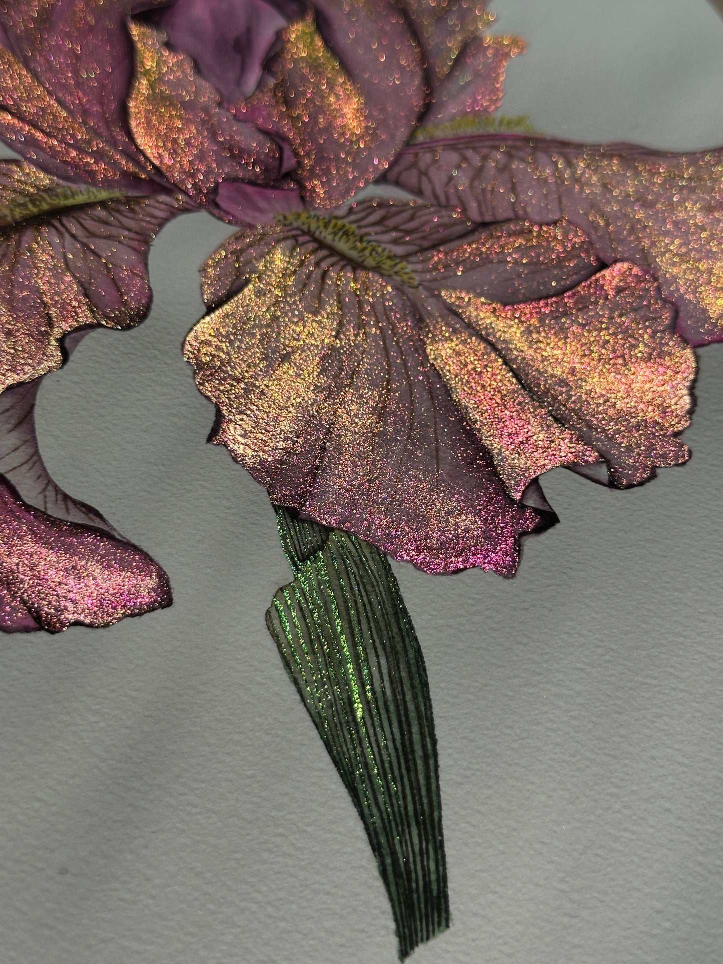 Shimmering pink iris