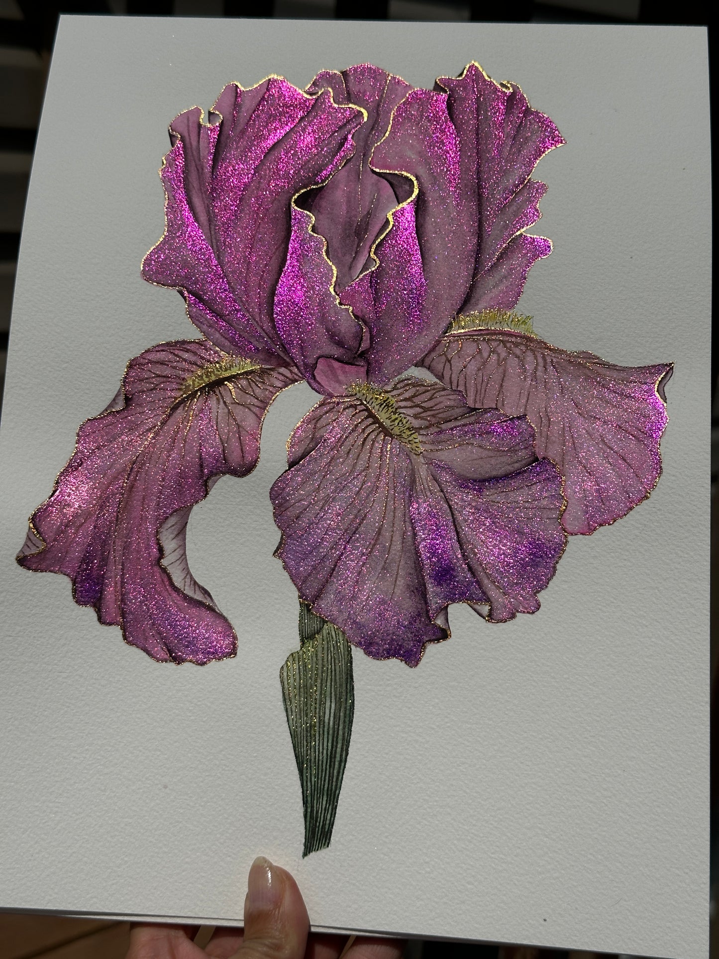 Shimmering pink iris