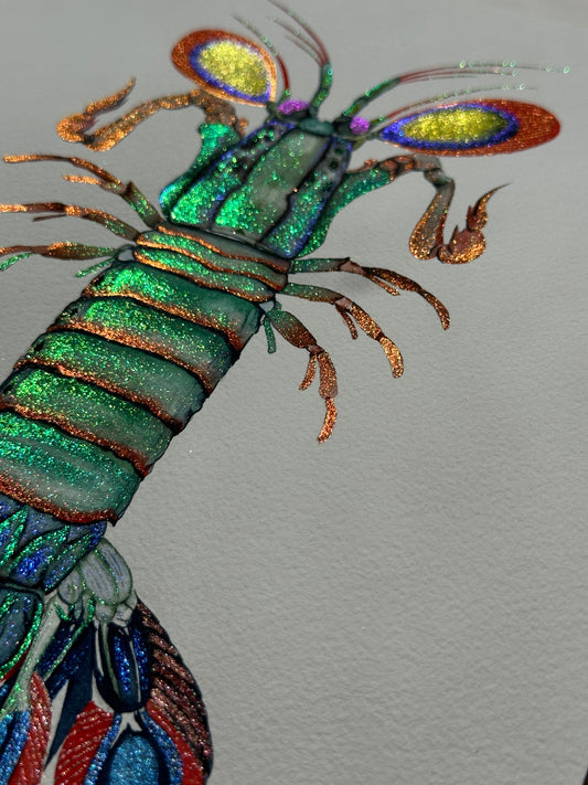 Peacock Montis Shrimp